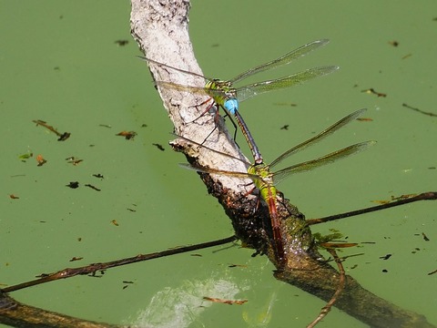 0815ｷﾞﾝﾔﾝﾏ⑥