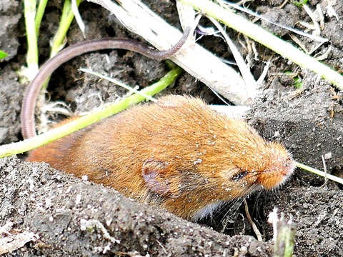 0518カヤネズミ③