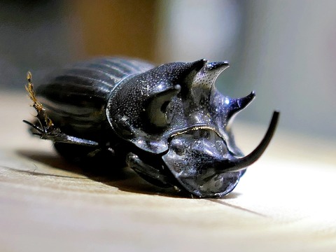 0912ｺﾞﾎﾝﾀﾞｲｺｸｺｶﾞﾈ①