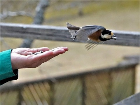 200218ﾔﾏｶﾞﾗ⑤