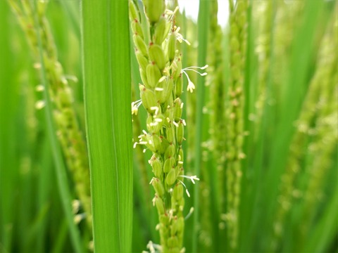 0901米の花①