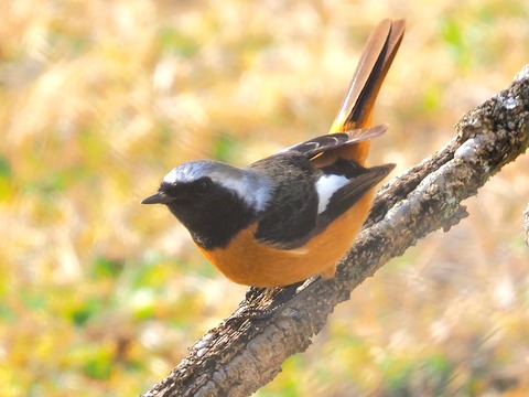 240314ｼﾞｮｳﾋﾞﾀｷ②