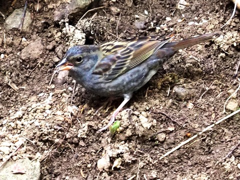 1227ｸﾛｼﾞ♂幼鳥？②