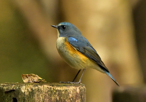 1114ﾙﾘﾋﾞﾀｷ③