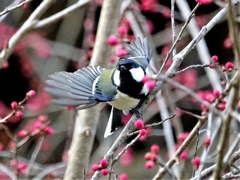 200218ｼｼﾞｭｳｶﾗ①