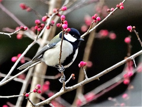200218ｼｼﾞｭｳｶﾗ②