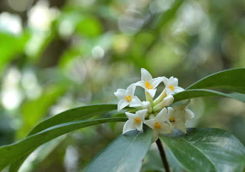 260319ｺｼｮｳﾉｷ①