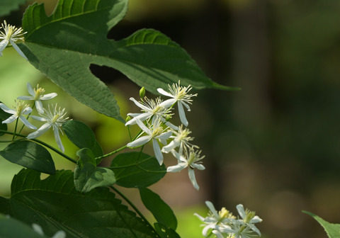 26ｾﾝﾆﾝｿｳ