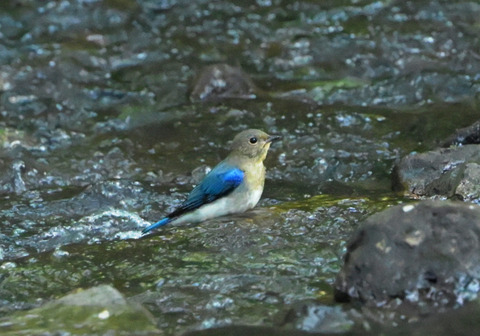 33ｵｵﾙﾘ若鳥