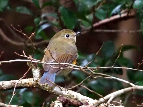 230115ルリビタキ♀④