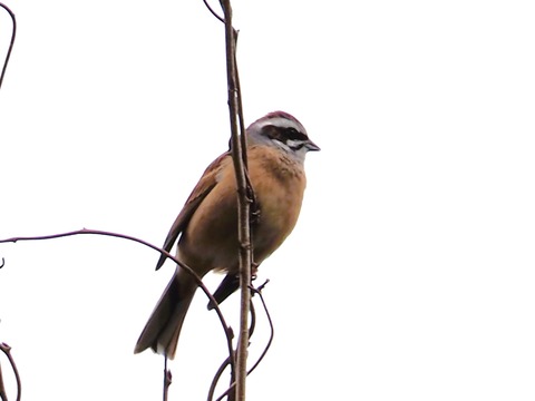 240222ホウジロ①