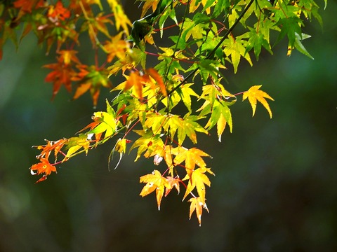 1119ｲﾛﾊﾓﾐｼﾞ①