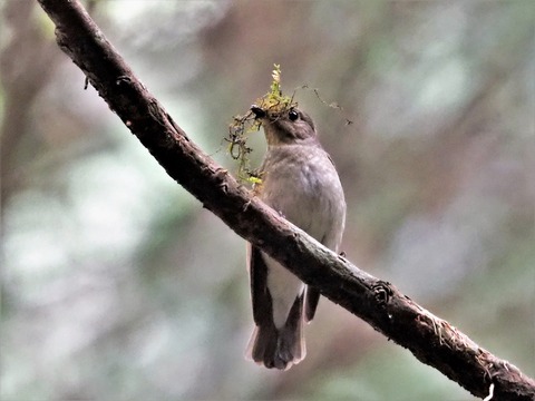 0415ｵｵﾙﾘ♀②