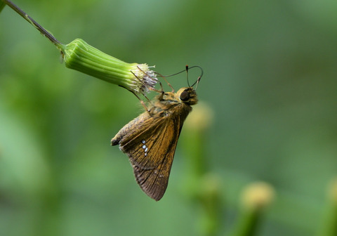 19ﾁｬﾊﾞﾈｾｾﾘ