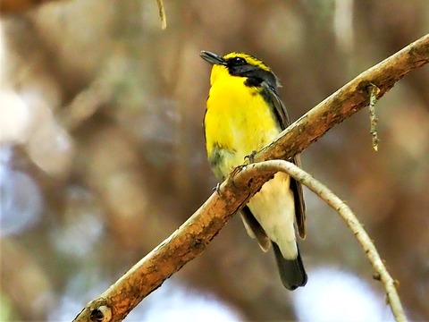 0428ｷﾋﾞﾀｷ③