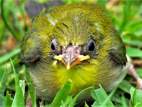 0708メジロ幼鳥②