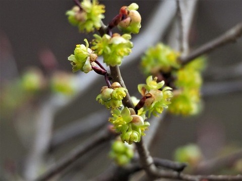 200227ｱﾌﾞﾗﾁｬﾝ①