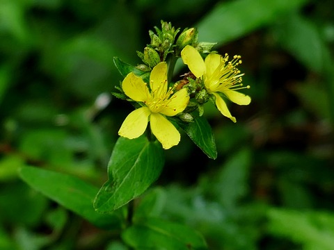 0901ｵﾄｷﾞﾘｿｳ①