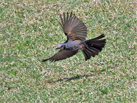 0419ﾋﾖﾄﾞﾘ③