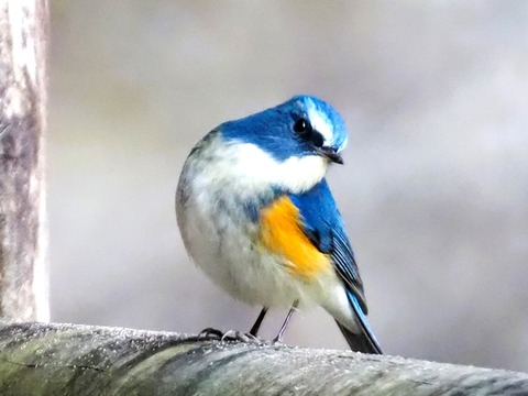 240212ﾙﾘﾋﾞﾀｷ⑦