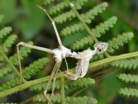 0807カマキリの抜殻②