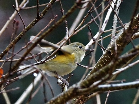 0123ﾙﾘﾋﾞﾀｷ♀②