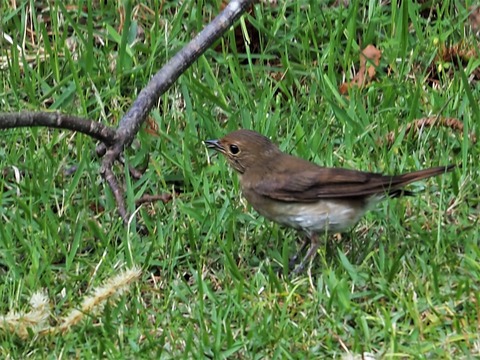 0622オオルリ幼鳥②