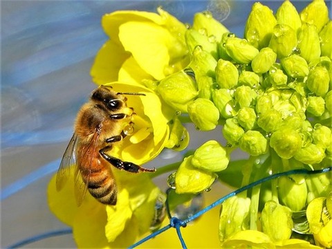 200213菜の花とミツバチ①