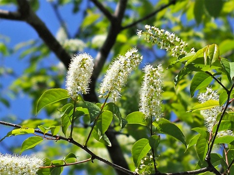 0416ｳﾜﾐｽﾞｻﾞｸﾗ②