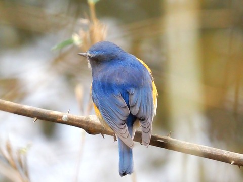 240216ﾙﾘﾋﾞﾀｷ⑫