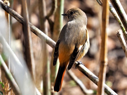 0127ジョウビタ♀③