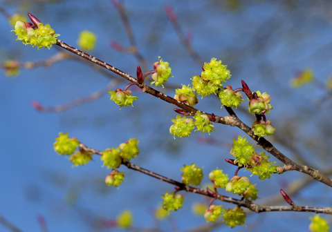 260301ｱﾌﾞﾗﾁｬﾝ①