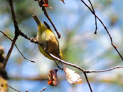 240208ﾒｼﾞﾛ①