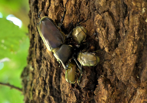 0806ｶﾌﾞﾄﾑｼ②