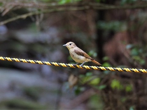 0621ｷﾋﾞﾀｷ♀①