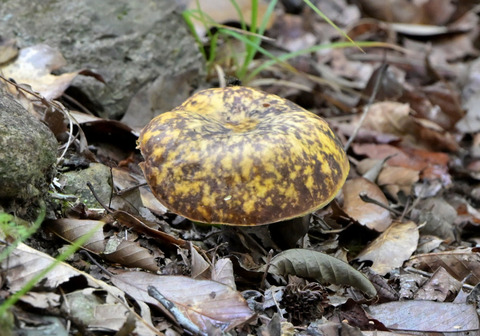 10ﾑﾗｻｷﾔﾏﾄﾞﾘﾀｹ