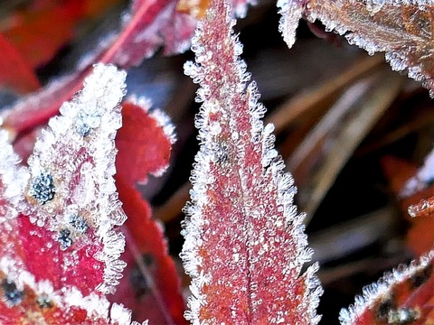1128朝霜③