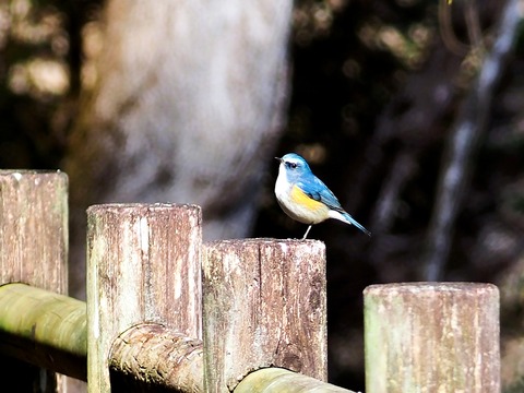 240212ﾙﾘﾋﾞﾀｷ①