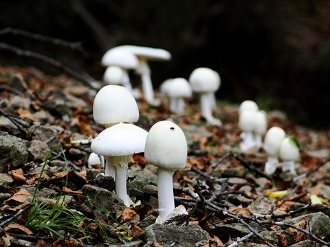 07ﾊﾏｸｻｷﾞﾀﾏｺﾞﾀｹ