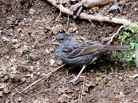 1227ｸﾛｼﾞ♂幼鳥？①