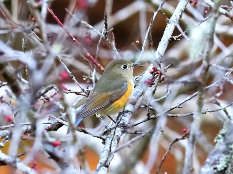 240208ﾙﾘﾋﾞﾀｷ♀①
