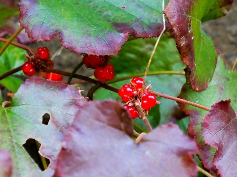 1223ﾌﾕｲﾁｺﾞ②