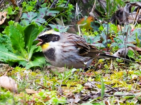 240301ﾐﾔﾏﾎｳｼﾞﾛ⑤