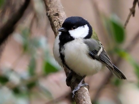 1221ｼｼﾞｭｳｶﾗ①