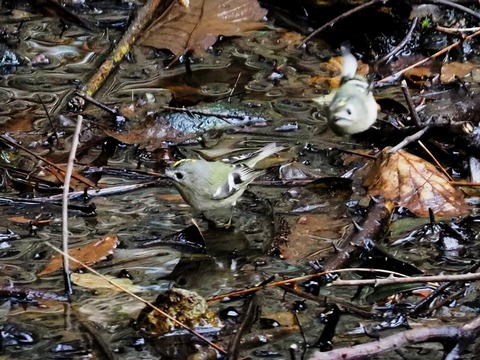 240131ｷｸｲﾀﾀﾞｷ④