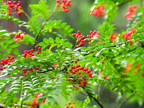 0915ｻﾝｼｮｳ①