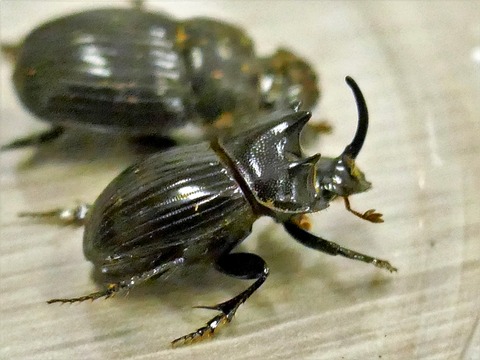 0828ゴホンダイコクコガネ♂③