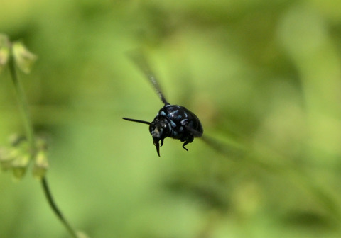 0731ﾙﾘﾓﾝﾊﾅﾊﾞﾁ①