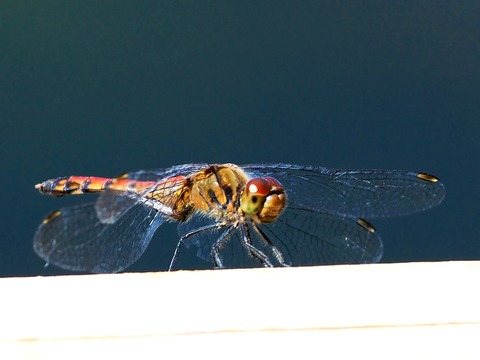 1024ナツアカネ♀①