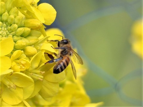 200220菜の花とﾐﾂﾊﾞﾁ①
